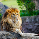 動物占いライオンの特徴28個！性格・恋愛・仕事・相性・芸能人