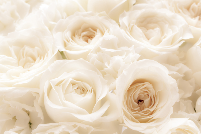 白い薔薇の画像