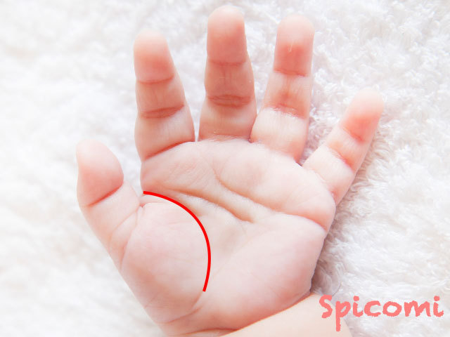 赤ちゃんの生命線の意味と見方