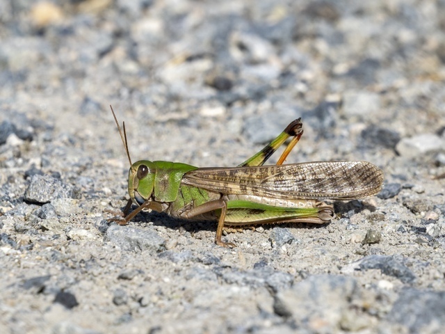 バッタ［縁起のいい虫］