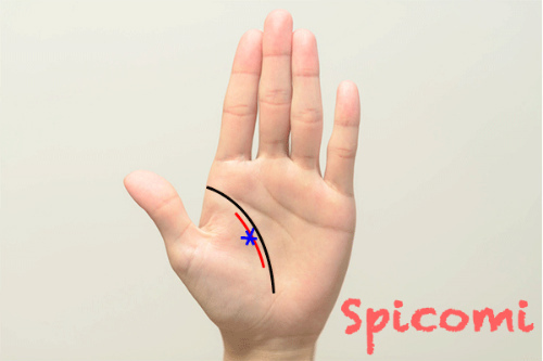 パートナー線（印象線）にスター線（星紋）がある