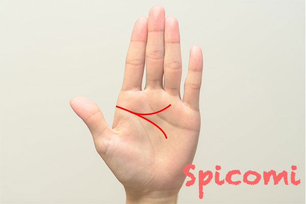 頭脳線(知能線)が二股に枝分かれして薬指の下(太陽丘)に伸びる