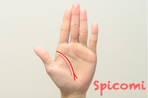 二重生命線が枝分かれしている