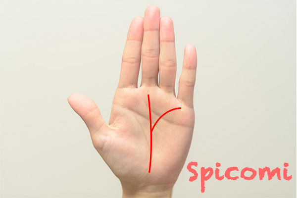 運命線の二股の片方が水星丘から伸びている