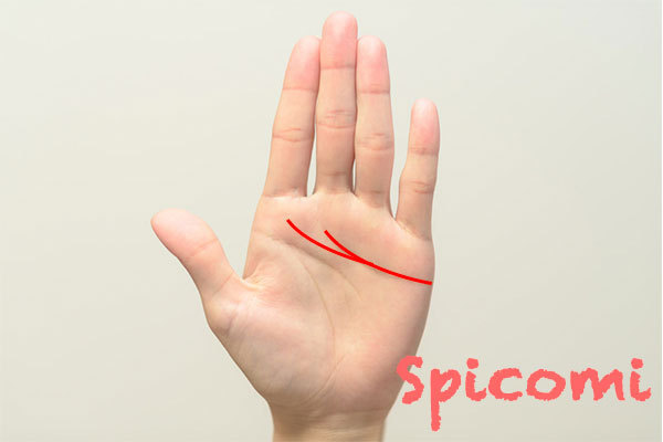 感情線が二股に枝分かれして木星丘に達している