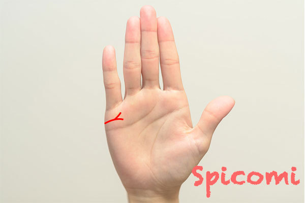 右手の結婚線が二股に枝分かれしている