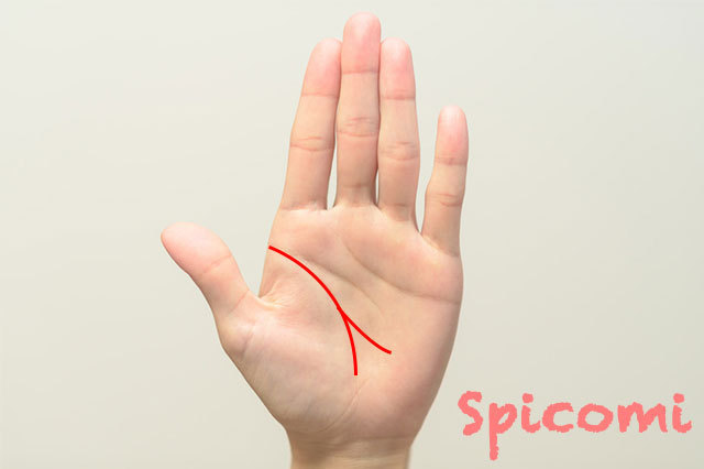 生命線が二股に分かれて月丘方向に伸びている