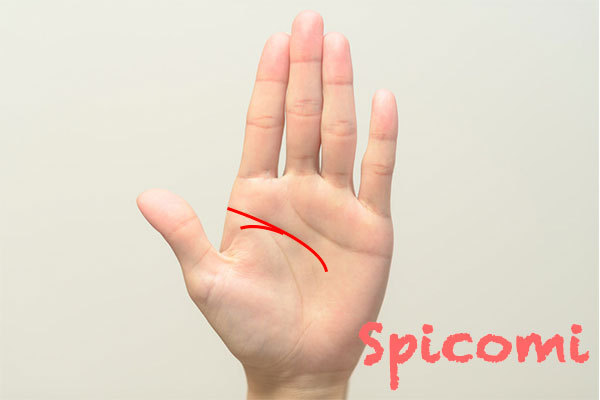 二股の頭脳線(知能線)で一方の始点が第一火星丘の中心から伸びている