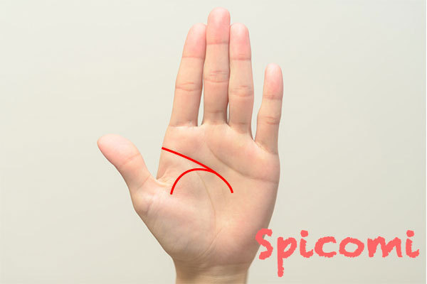 二股の頭脳線(知能線)で一方の始点が金星丘から伸びている