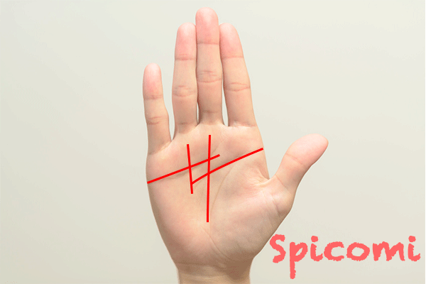 大きな四角紋（スクエア）がある