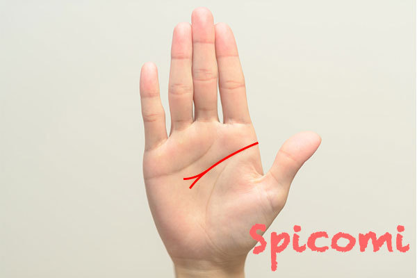 右手の頭脳線(知能線)が二股に枝分かれしている