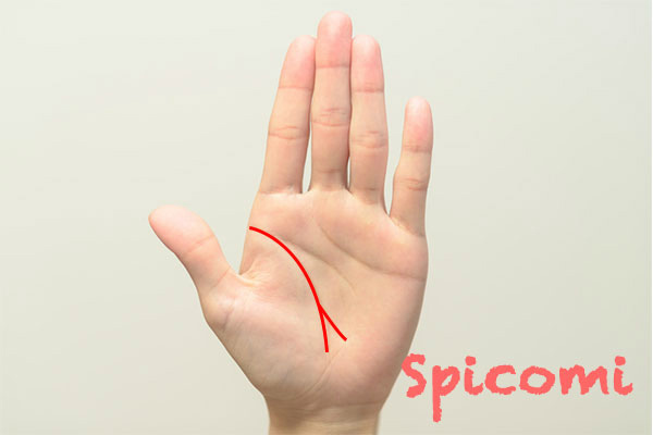 生命線が2本に枝分かれしている