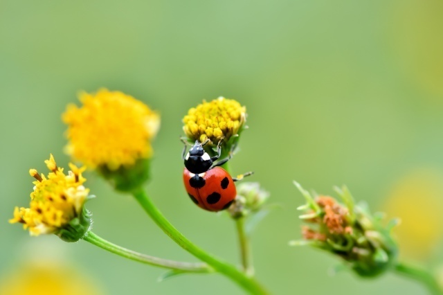 てんとう虫［縁起のいい虫］