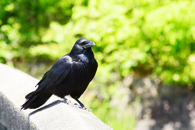 カラスの死骸はなぜ縁起がいい？
