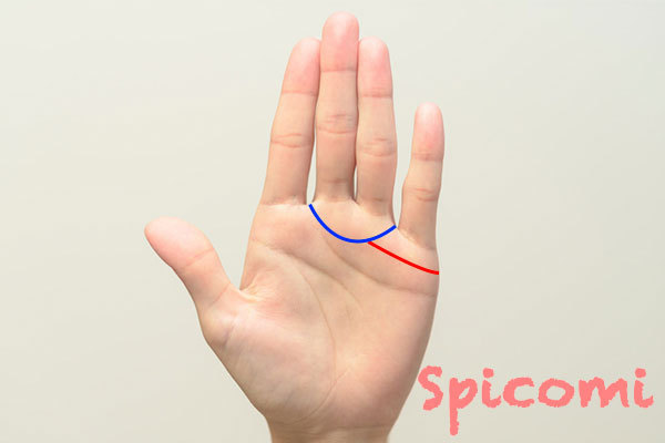 金星環に結婚線が接している