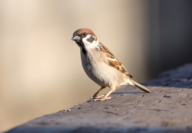 スズメの死骸を見つけたら?埋める?