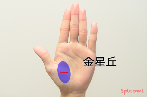 ［手相占い］金星丘に横線がある場合
