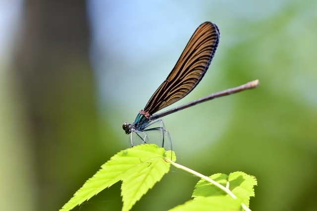 トンボ［縁起のいい虫］