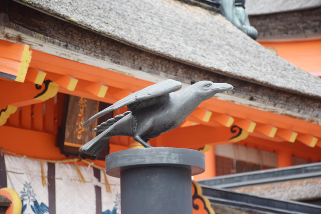 カラスは吉兆で幸運の兆し？縁起がいい？