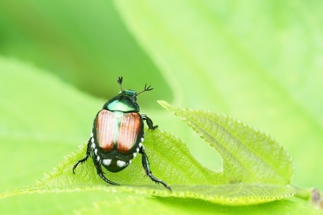 黄金虫（コガネムシ）［縁起のいい虫］