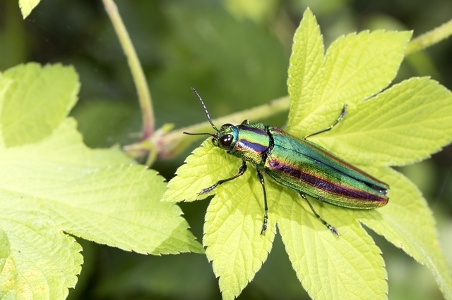 玉虫（タマムシ）［縁起のいい虫］