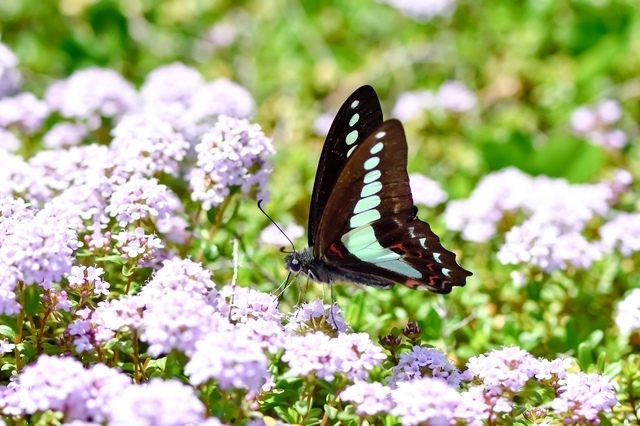 蝶々［縁起のいい虫］