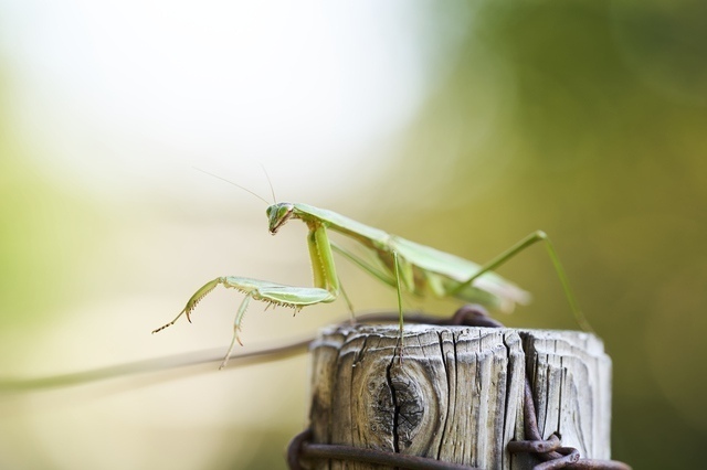 カマキリ［縁起のいい虫］