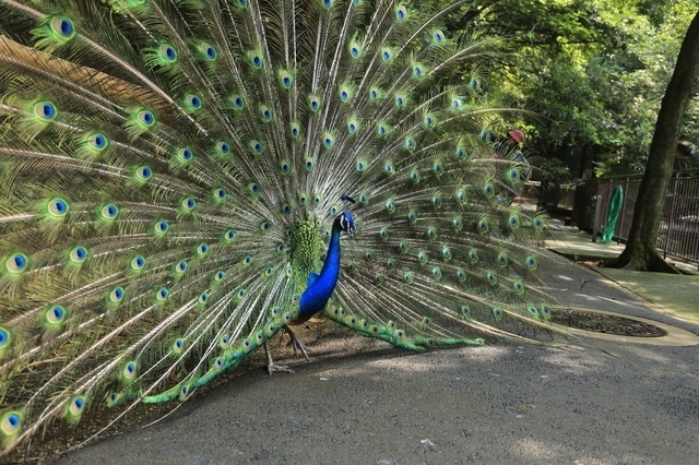 8. 孔雀（クジャク）