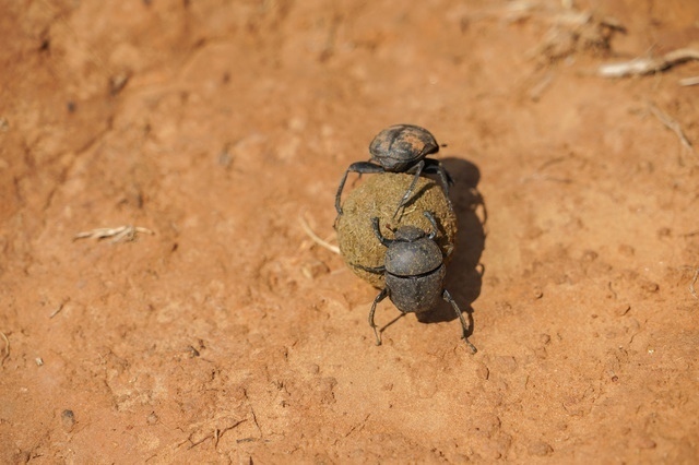 フンコロガシ［縁起のいい虫］
