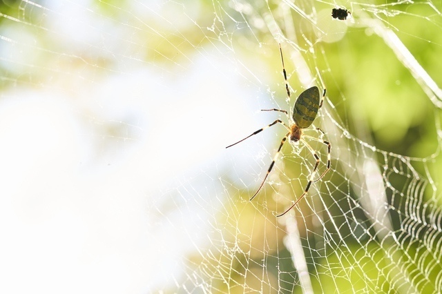 蜘蛛（クモ）［縁起のいい虫］