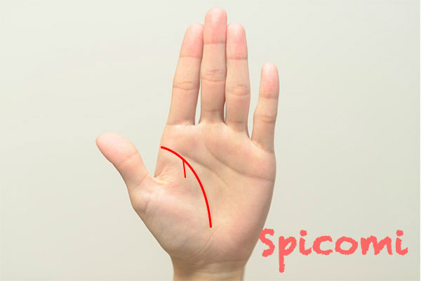 枝線が生命線から内側に伸びている