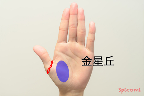 ［手相占い］金星丘に鎖のような線（ファミリーリング）がある場合