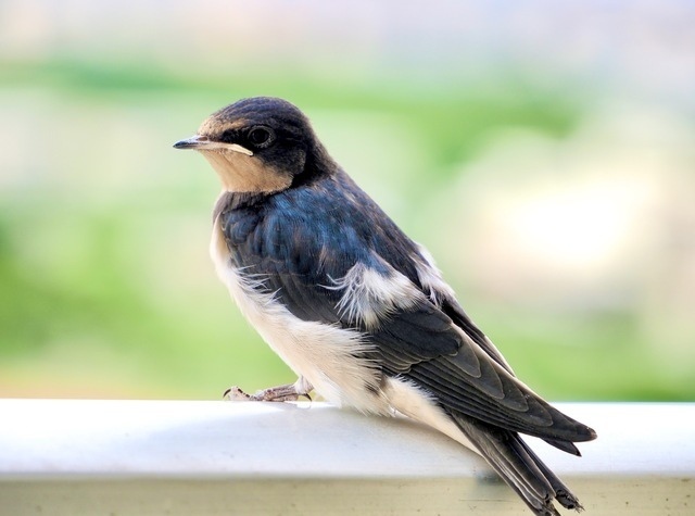 9. 燕（ツバメ） 