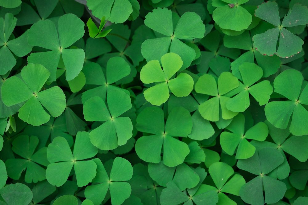 人に道を聞かれやすいのは運気が上がる前兆？ クローバー