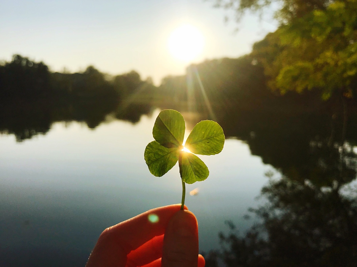 四つ葉のクローバー