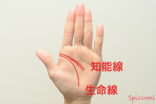 ［手相占い］KY線を構成している知能線が二重になっている