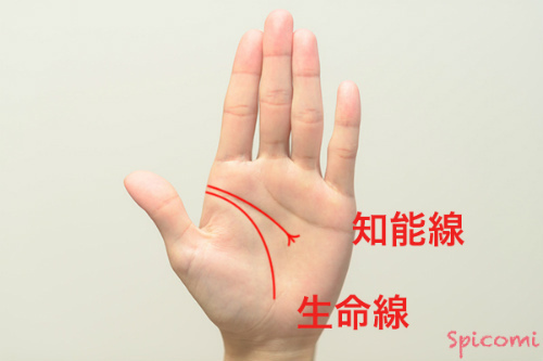 ［手相占い］KY線を構成している知能線が短く末端が細かく枝分かれしている