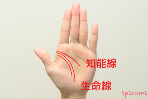 ［手相占い］KY線を構成している生命線が二重になっている