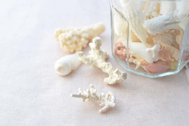 珊瑚の置物の画像