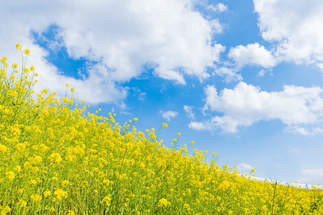 菜の花の画像