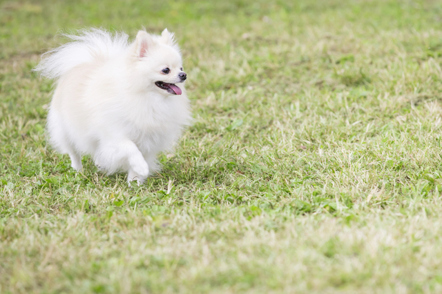 ポメラニアンの画像
