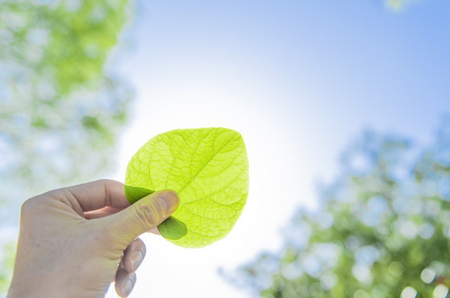 ハート型の葉っぱを持つ手の画像