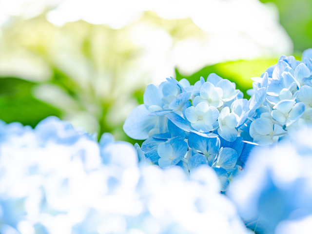 紫陽花の画像