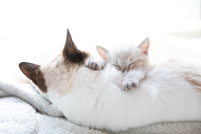 猫の親子