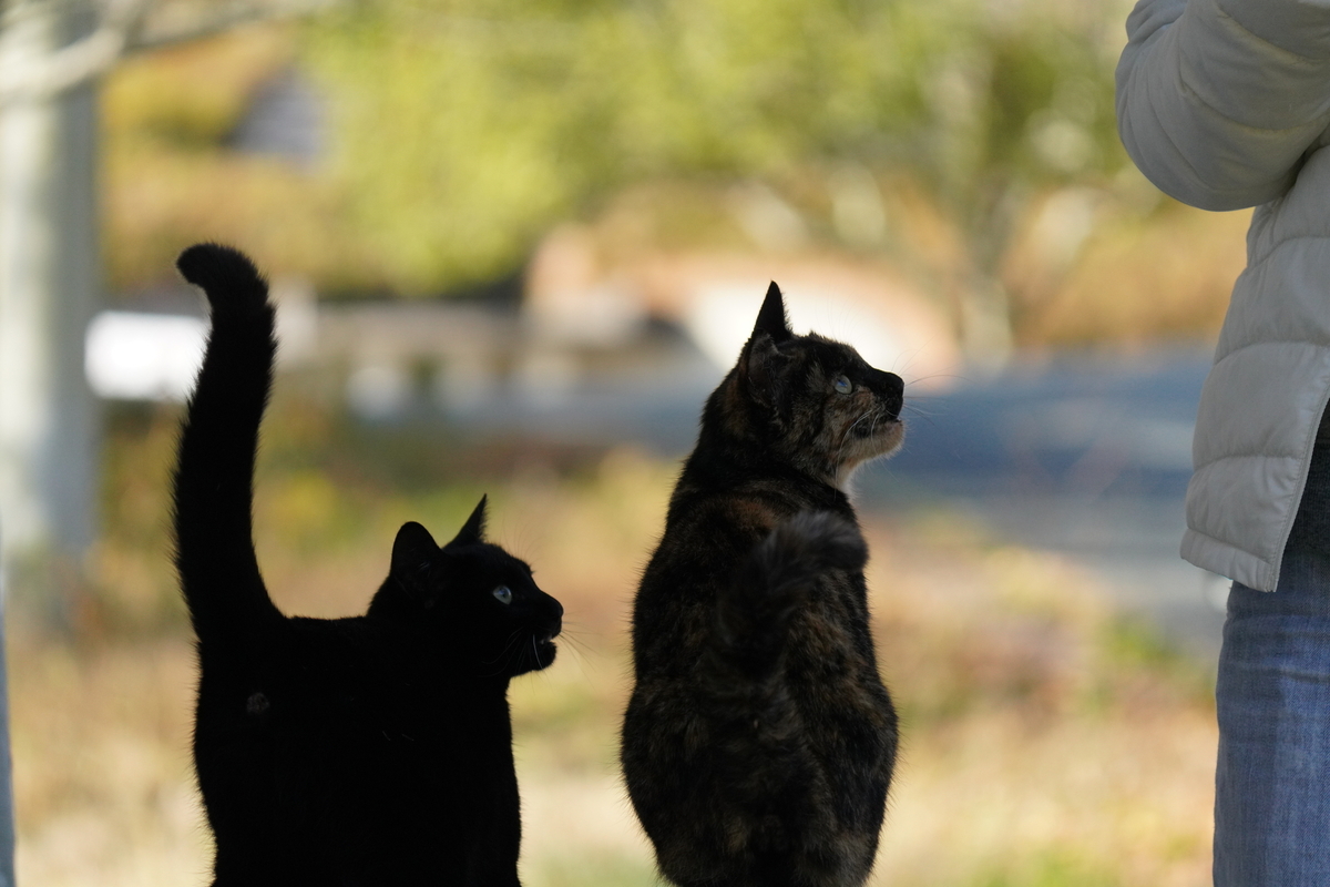 黒猫が２匹