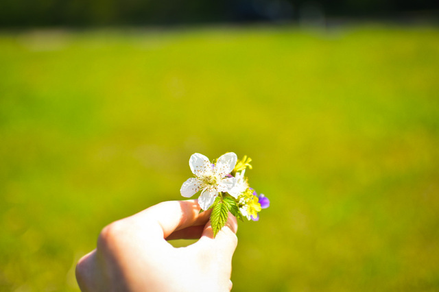 花の画像