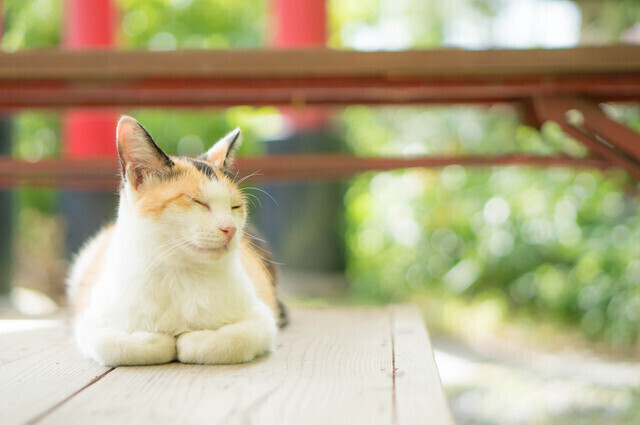 神社にいる猫