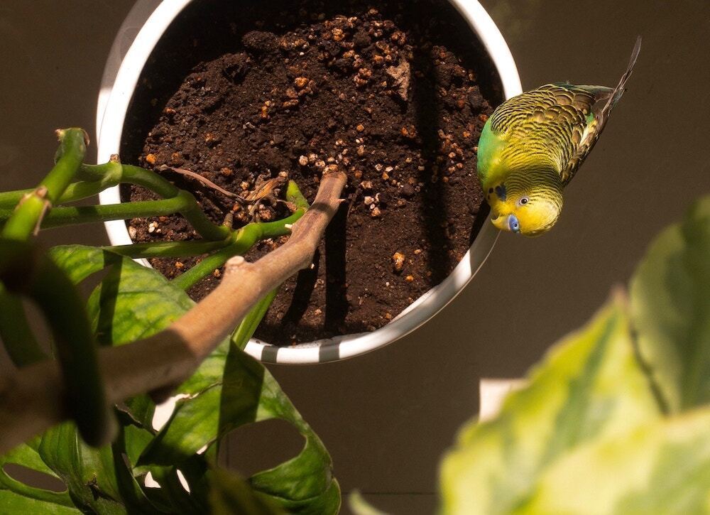 セキセイインコ