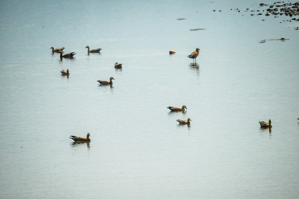鴨の群れの画像