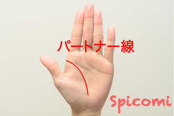 パートナー線［手相占い］
